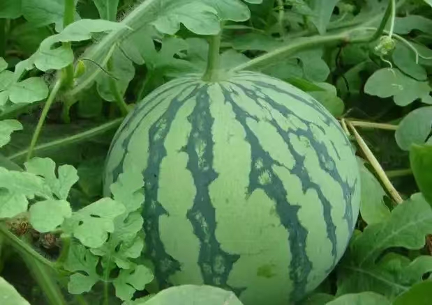 山泉西瓜实拍